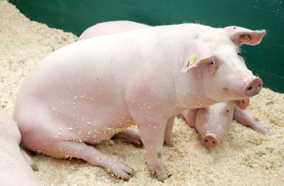 Dėmesio kiaulių augintojai: vasaros sezonu ypač plečiasi AKM užkrėstos zonos