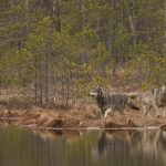 Baigėsi vilkų medžiojimo sezonas